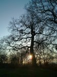 Coombe Woods - sunrise silhouette