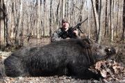 500-pound-wild-hog-3236934