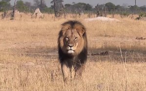 Cecil_the_lion_in__3388298b (1)